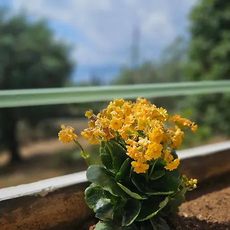 Fiori Sea View *